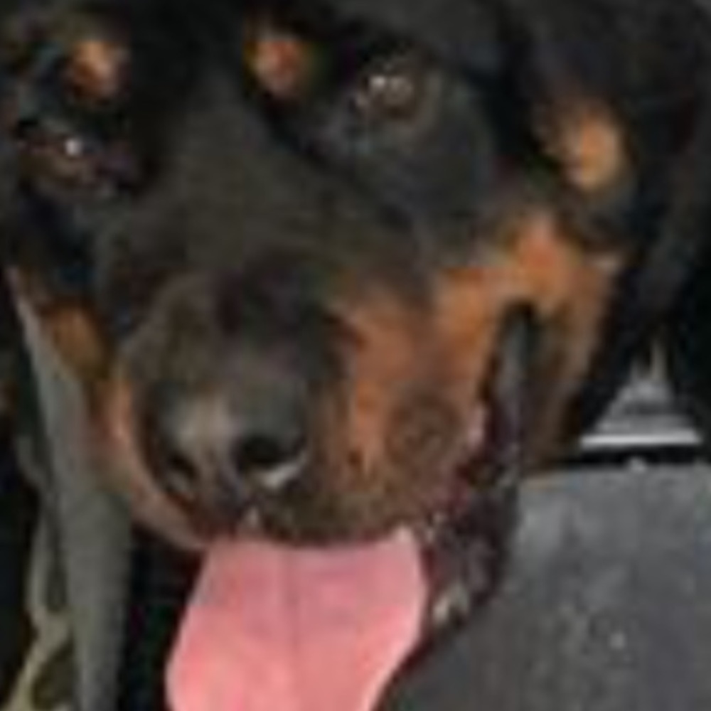 Meet your Posher, Nyla
